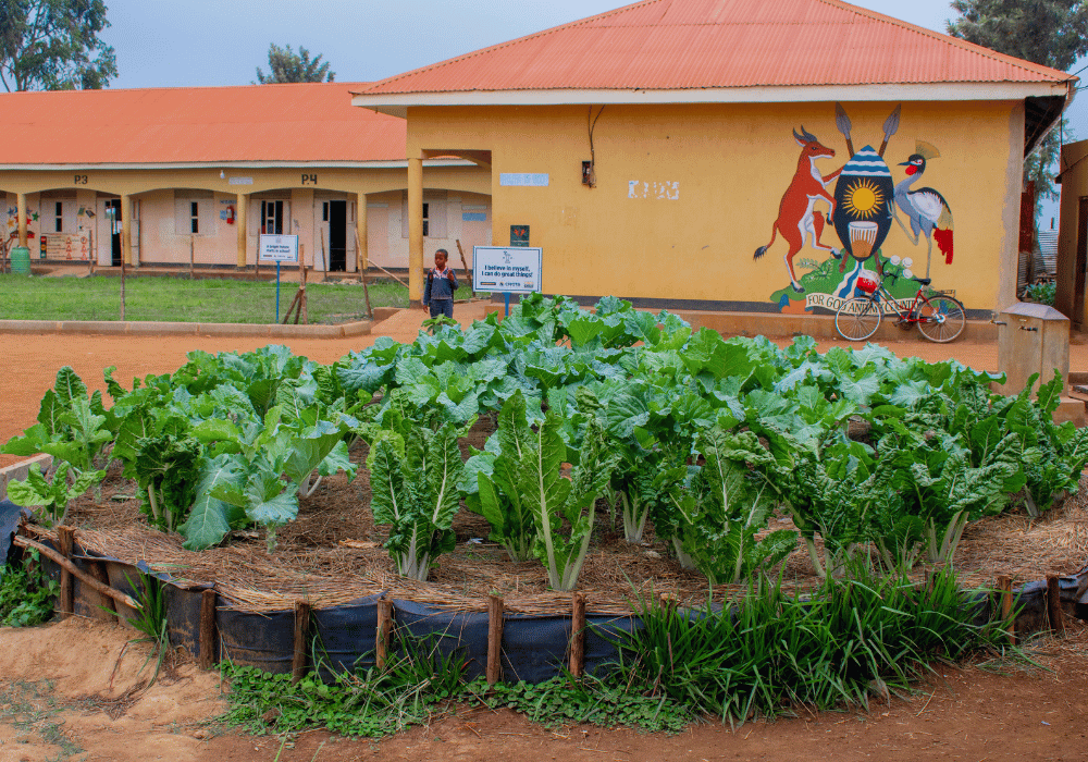 Vegetable Agriculture 3